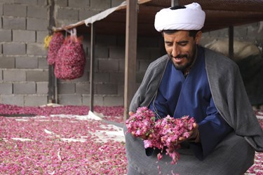 برداشت گل محمدی در باغات شوکت‌آباد