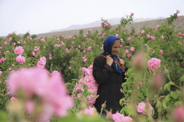 برداشت گل محمدی در باغات شوکت‌آباد