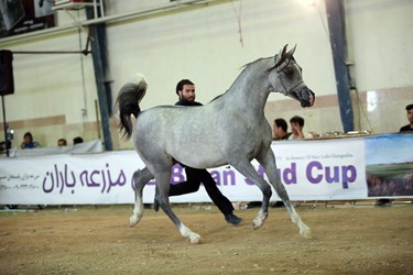 مسابقات زیبایی اسب اصیل عرب در اشکذر