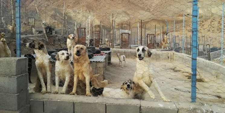 ایجاد ایستگاه‌های غذایی برای سگ‌ها در خارج از تهران