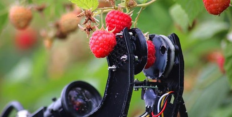 این ربات میوه‌ها را می‌چیند+تصاویر