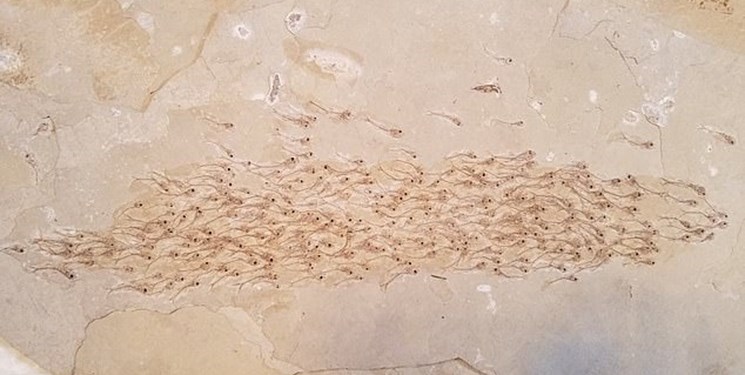 کشف فسیل 50میلیون ساله 259 ماهی+عکس 