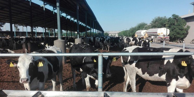 توسعه پرورش نژادهای گوشتی گاو در دستور کار