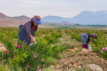 برداشت گل محمدی در کلاته‌رودبار دامغان