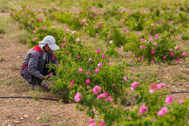 برداشت گل محمدی در کلاته‌رودبار دامغان