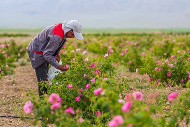 برداشت گل محمدی در کلاته‌رودبار دامغان