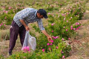 برداشت گل محمدی در کلاته‌رودبار دامغان