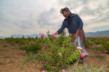 برداشت گل محمدی در کلاته‌رودبار دامغان