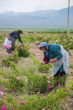 برداشت گل محمدی در کلاته‌رودبار دامغان