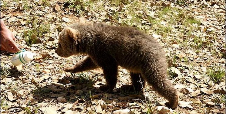 پیدا شدن یک توله خرس سیاه تنها در هرمزگان/ انتقال فوری به تهران برای تیمار