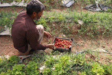 برداشت میوه چهارفصل «توت فرنگی»