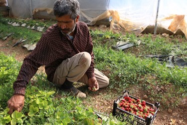 برداشت میوه چهارفصل «توت فرنگی»