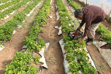 برداشت میوه چهارفصل «توت فرنگی»