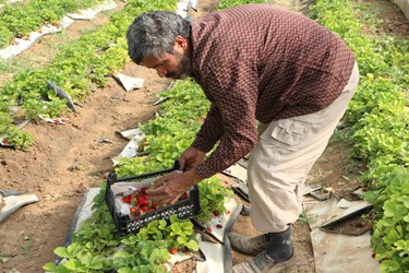 برداشت میوه چهارفصل «توت فرنگی»