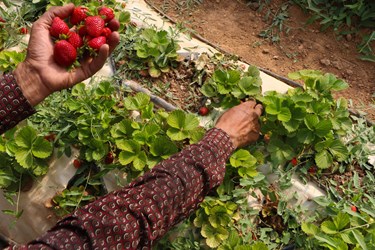 برداشت میوه چهارفصل «توت فرنگی»