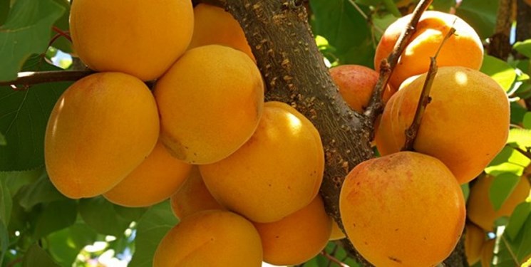 کاهش 35 درصدی برداشت میوه‌های تابستانه در چهارمحال و بختیاری