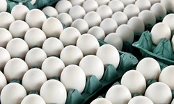 کشف ۵ تن تخم‌مرغ و مواد شوینده از انبار غیرمجاز در مشهد
