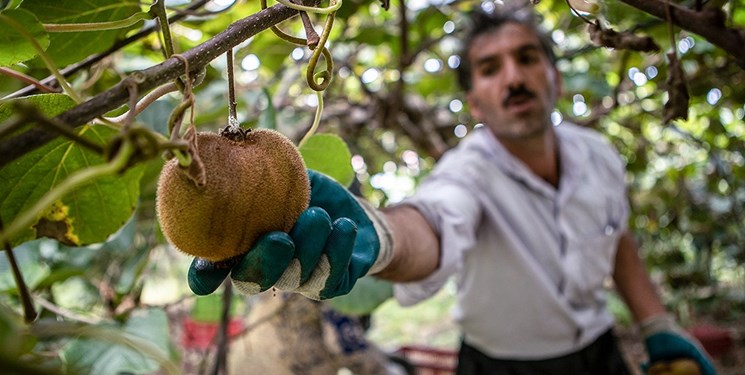 صادرات کیوی از گیلان به دیگر استان‌ها/نقش مهم گیلان در تأمین امنیت غذایی کشور