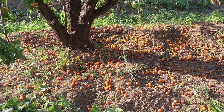 دسترنجی که بر باد رفت/ خسارت  ۳۸۰ میلیاردی سرما و توفان در خراسان‌جنوبی