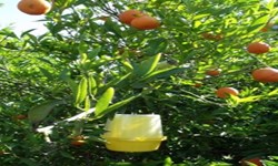 وضعیت مطلوب کنترل مگس میوه در مازندران