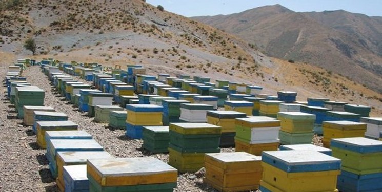 زنبورداری شغلی خانگی در رفسنجان/تولید عسل در 1000 کندو