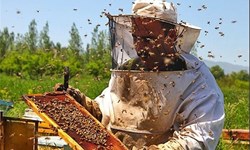 زهر بی‎توجهی به تولیدات کشاورزی به صنعت زنبورداری رسید/ کام تلخ زنبورداران گلستانی از شیرینی عسل