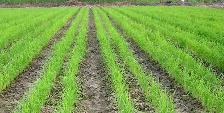 دولت از برنج خوزستان حمایت نمی‌کند/ حاصل زحمت کشاورز با قیمتی کم  از او خریداری می‌شود