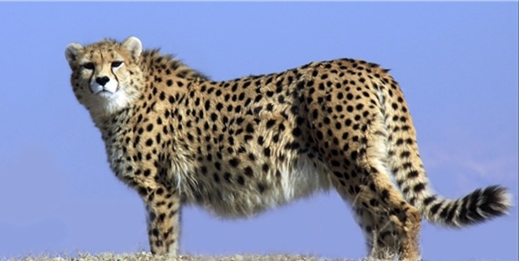 مشاهده یک قلاده یوزپلنگ ایرانی در پارک ملی توران شاهرود