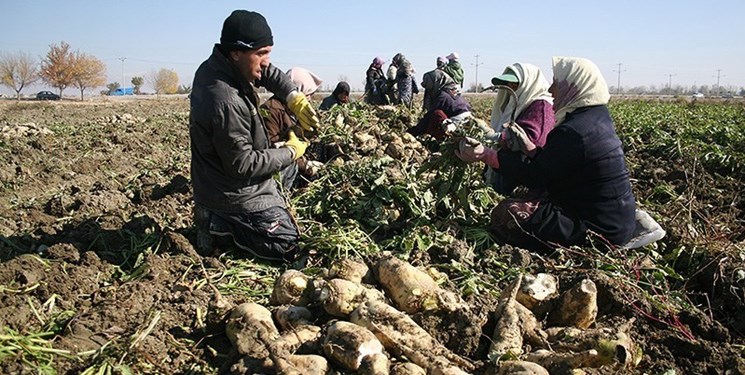 606 هزار تن چغندر از مزارع کرمانشاه برداشت شد