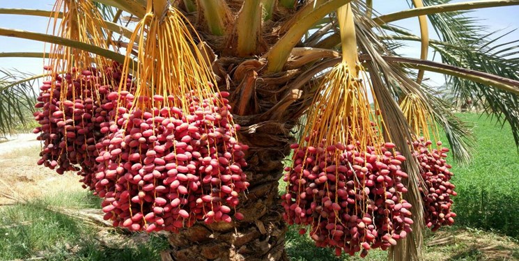 ۱۹هزارتن انواع خرما در شهرستان سیب وسوران برداشت شد