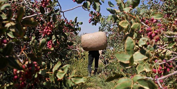 جشنواره پسته «ممتاز زرندی» با چاشنی اجرای موفق طرح «امنیت»