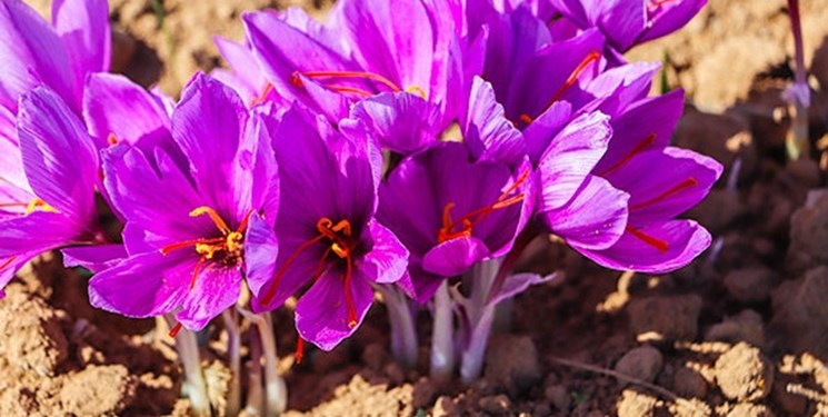 طلاهایی که به پای زعفران آب شد تا چرخ اشتغال بچرخد