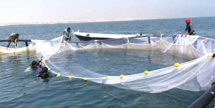 توافق‌نامه فائو و  شیلات ایران برای حمایت از توسعه پرورش ماهی در قفس