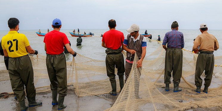 صید ۱۲۰ تن ماهی کیلکا در استان گیلان