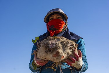 برداشت چغندر در سمنان