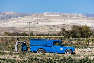 برداشت چغندر در سمنان