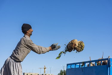 برداشت چغندر در سمنان