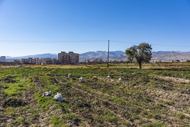 برداشت چغندر در سمنان