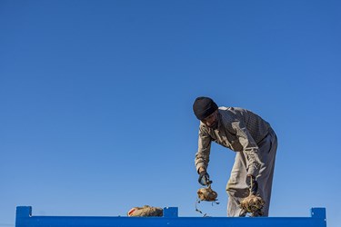 برداشت چغندر در سمنان