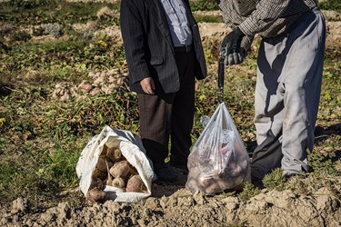 برداشت چغندر در سمنان