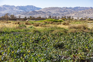 برداشت چغندر در سمنان