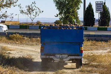 برداشت چغندر در سمنان