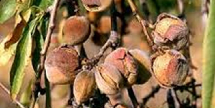 خسارت آفت زنبور مغزخوار به 50 درصد باغات بادام در سیرجان