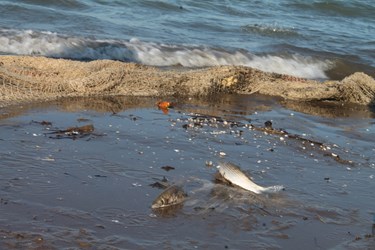 صید ماهی در سواحل زیباکنار گیلان