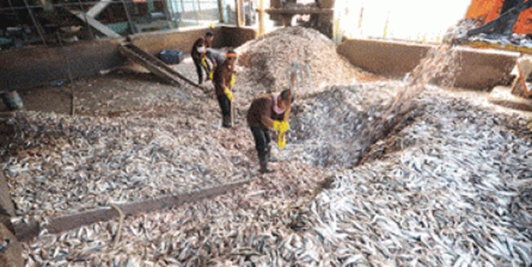 مجوز تولید پودر ماهی در بوشهر صادر شد