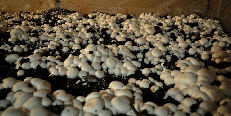 مصائب تولید قارچ صدفی در «انجیرسیاه» گچساران/مسوولانی که از مشکلات کارآفرینان بی‌خبرند
