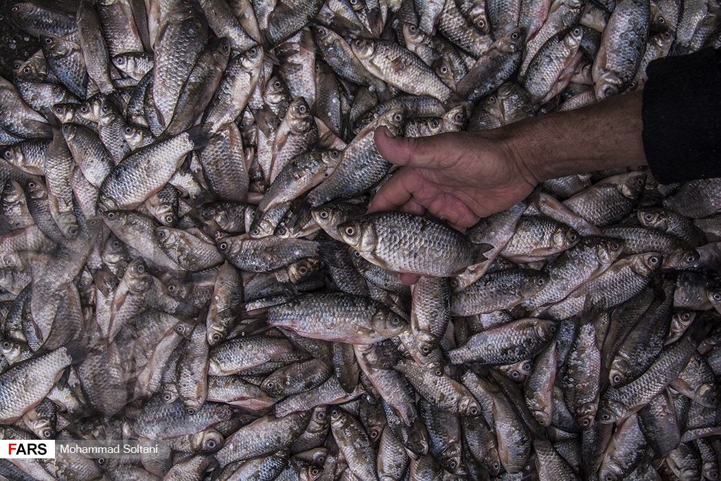 استخواني