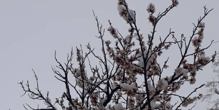 شکوفه دادن درختان جلوه بهاری به طبیعت اصفهان بخشید+ تصاویر