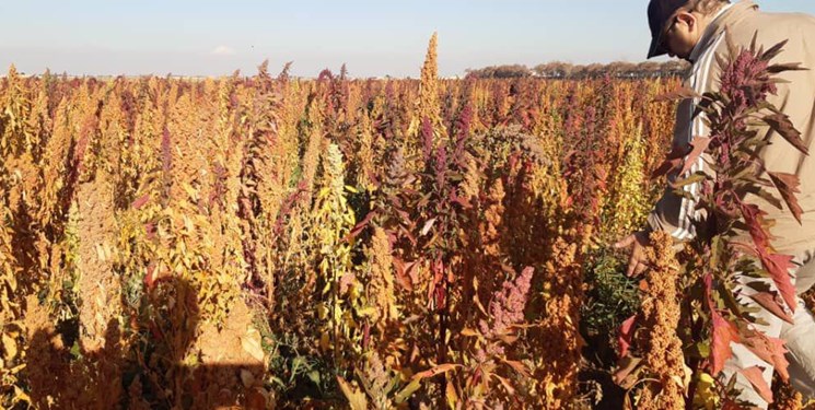 کاشت ۲۰ هکتار گیاه کینوا در اراضی کشاورزی ورامین