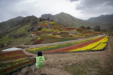 تعداد 2 میلیون 100 هزار بزر گل لاله در دشت لاله های روستای کُندُر